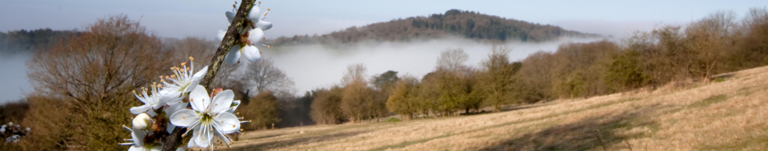 Newlands Corner and the North Downs Way is half an hour from Merrywood Park at Box Hill, Surrey