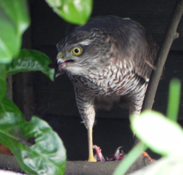 Sparrowhawk