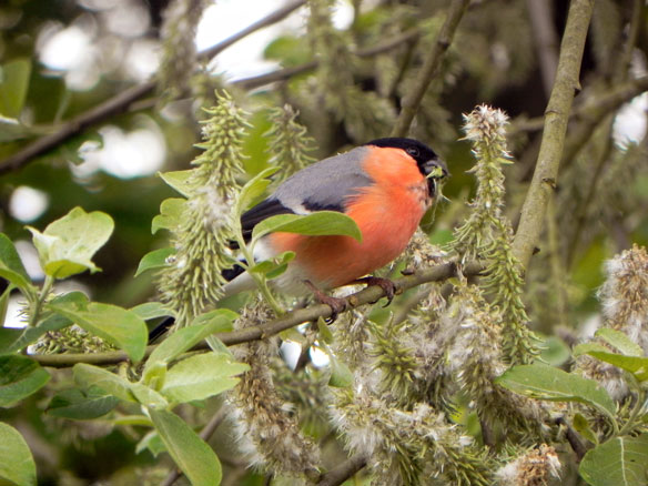 Bullfinch