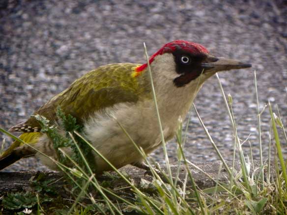 Green Woodpecker