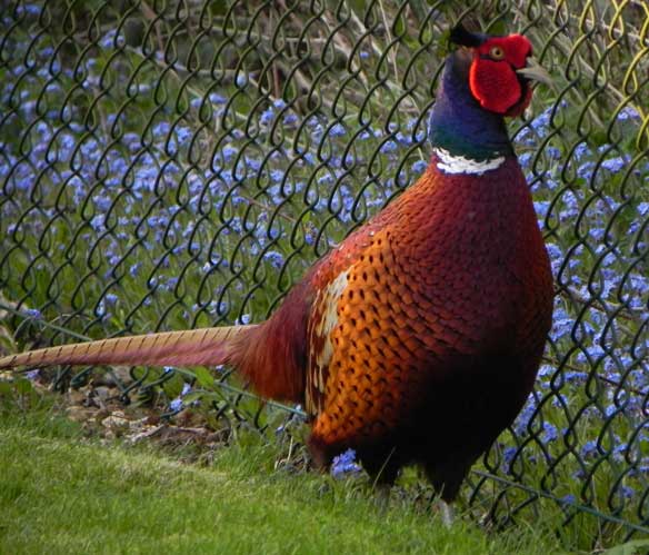 Pheasant