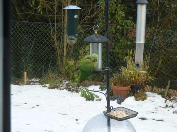 Ring-necked Parakeet