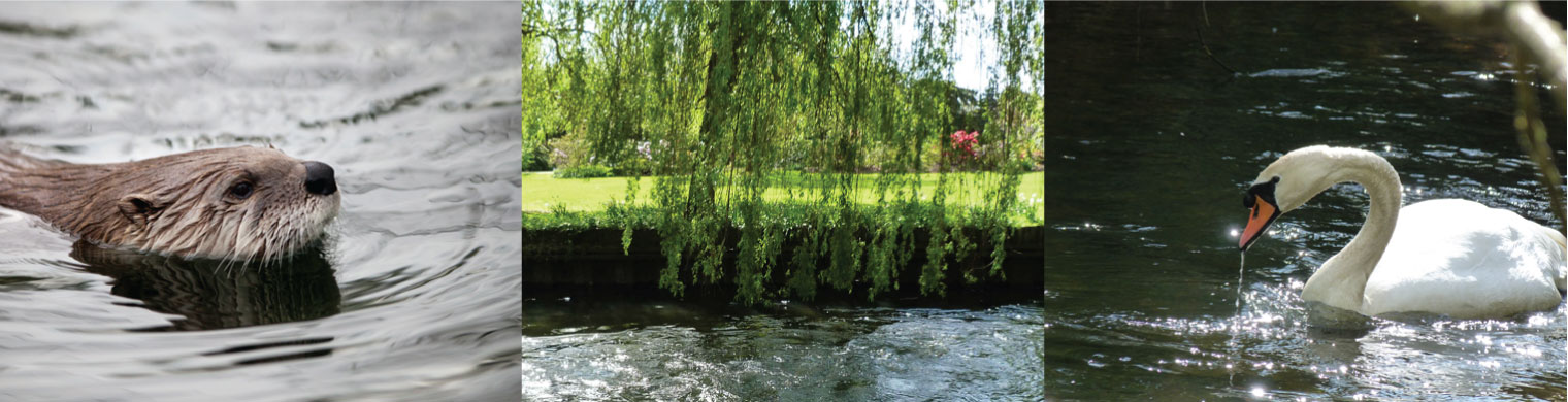 River Black Water near Cavendish Park