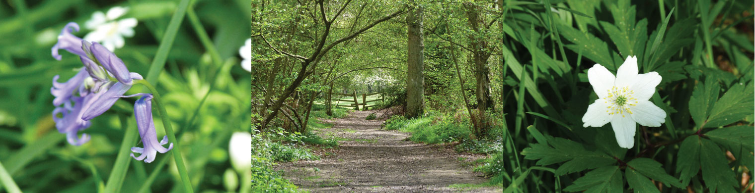 Basingstoke Canal and surrounding woodland near Cavendish Park